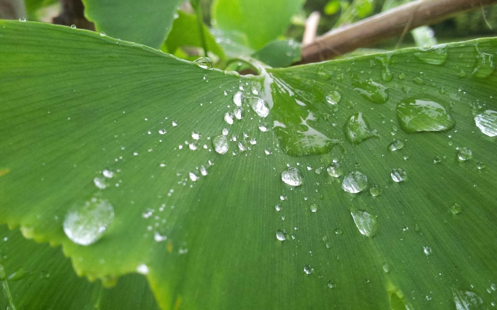 Rain drops on a broad green leaf