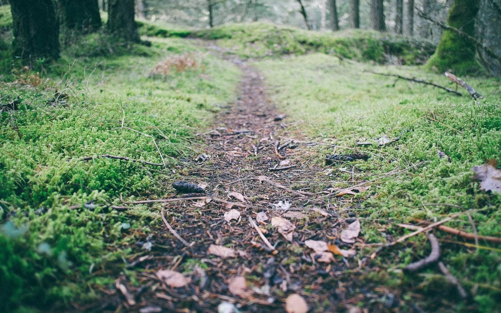 A narrow trail through mossy green woodland