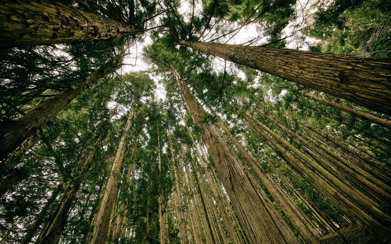 Looking up tall tree trunks towards the forest canopy